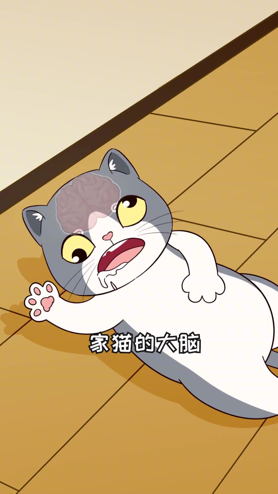 猫咪的大脑竟然缩小了