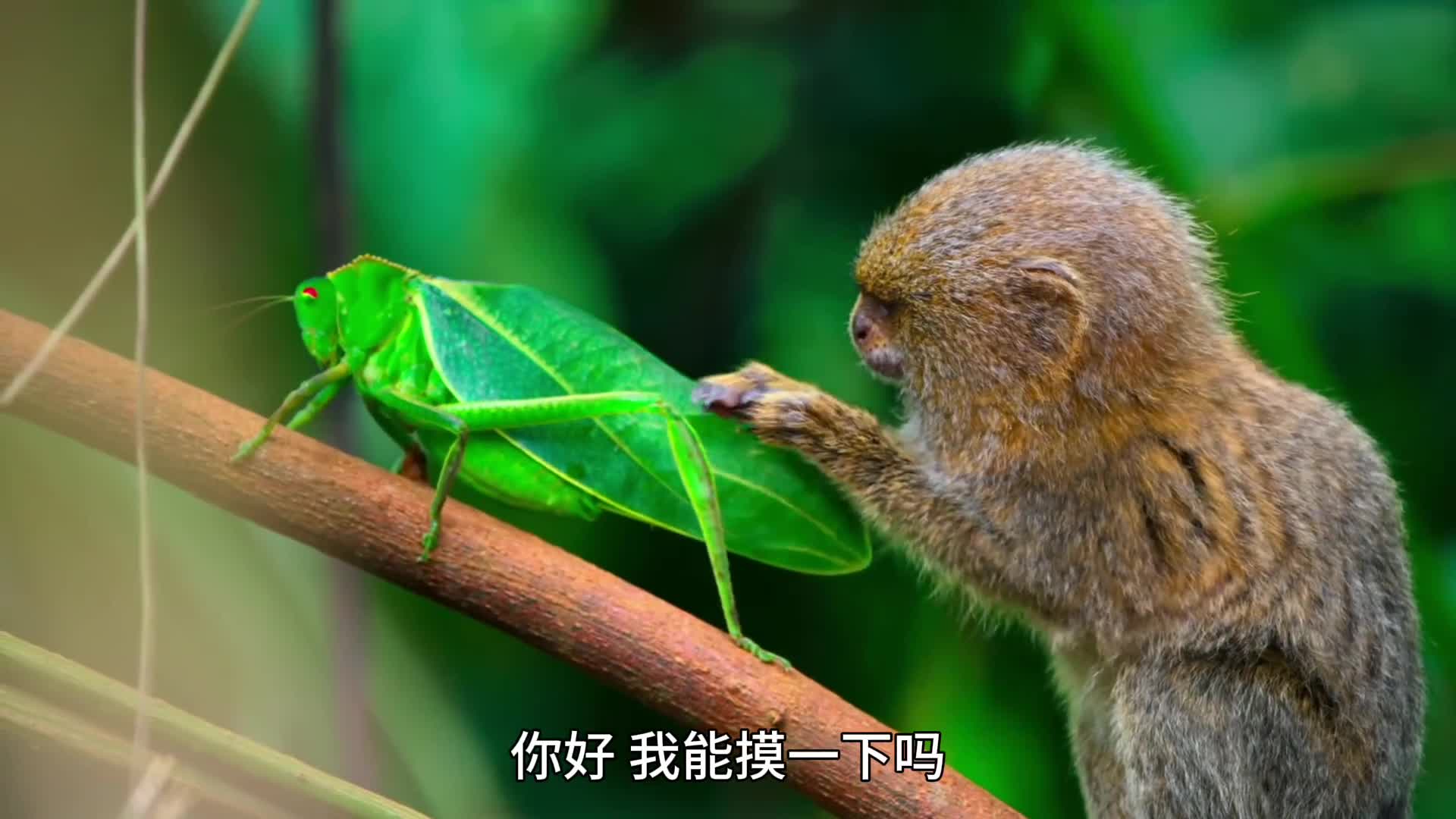 这是全世界最小的马喽侏儒狨猴