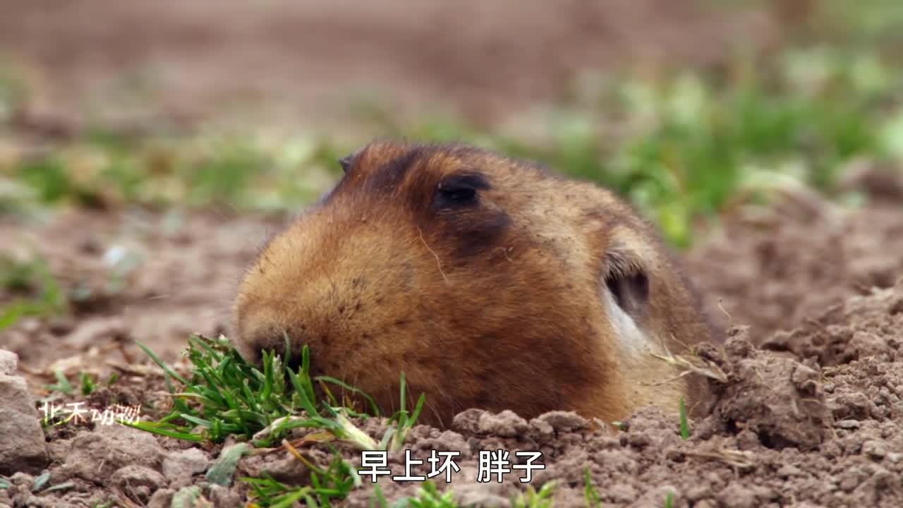 鼹鼠三观要比五官正