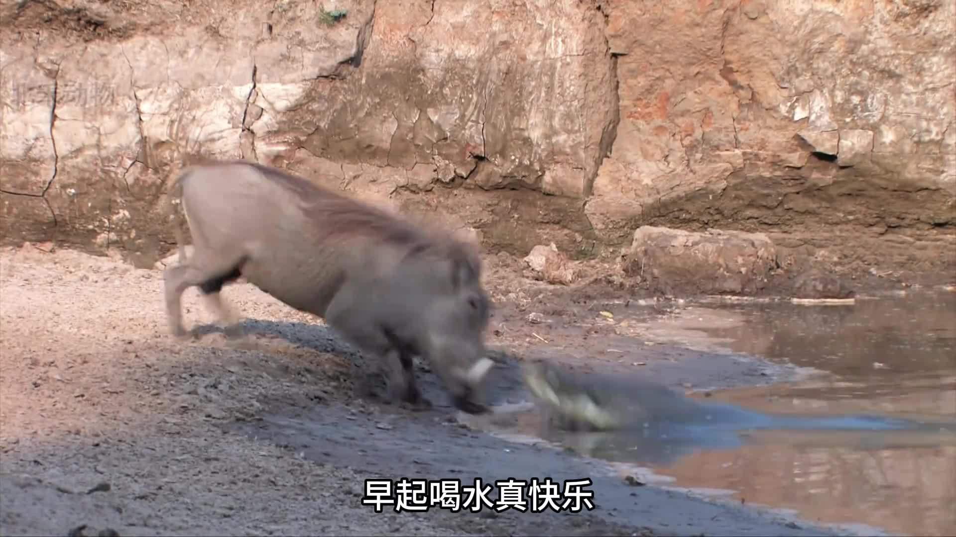 今日份受害者鼠兔我建议通知家属
