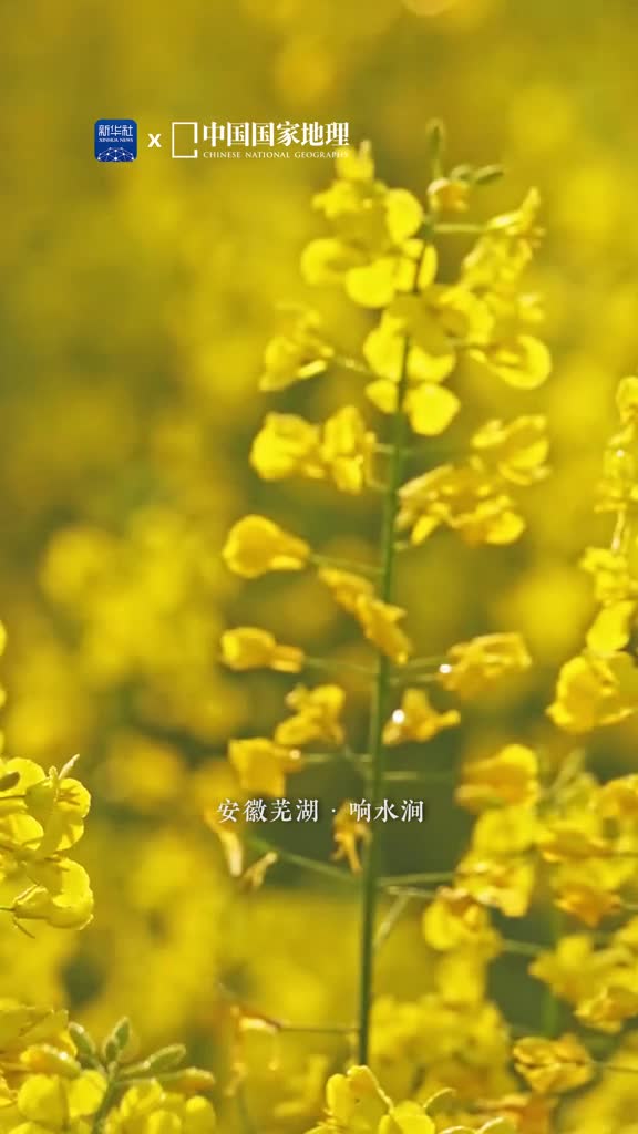 随着油菜花的金黄色感受春天对人间的温柔抚慰位于安徽芜湖的响水涧春日里呈现出一派水乡田园风光美丽与活力交织在一起让人心驰神往