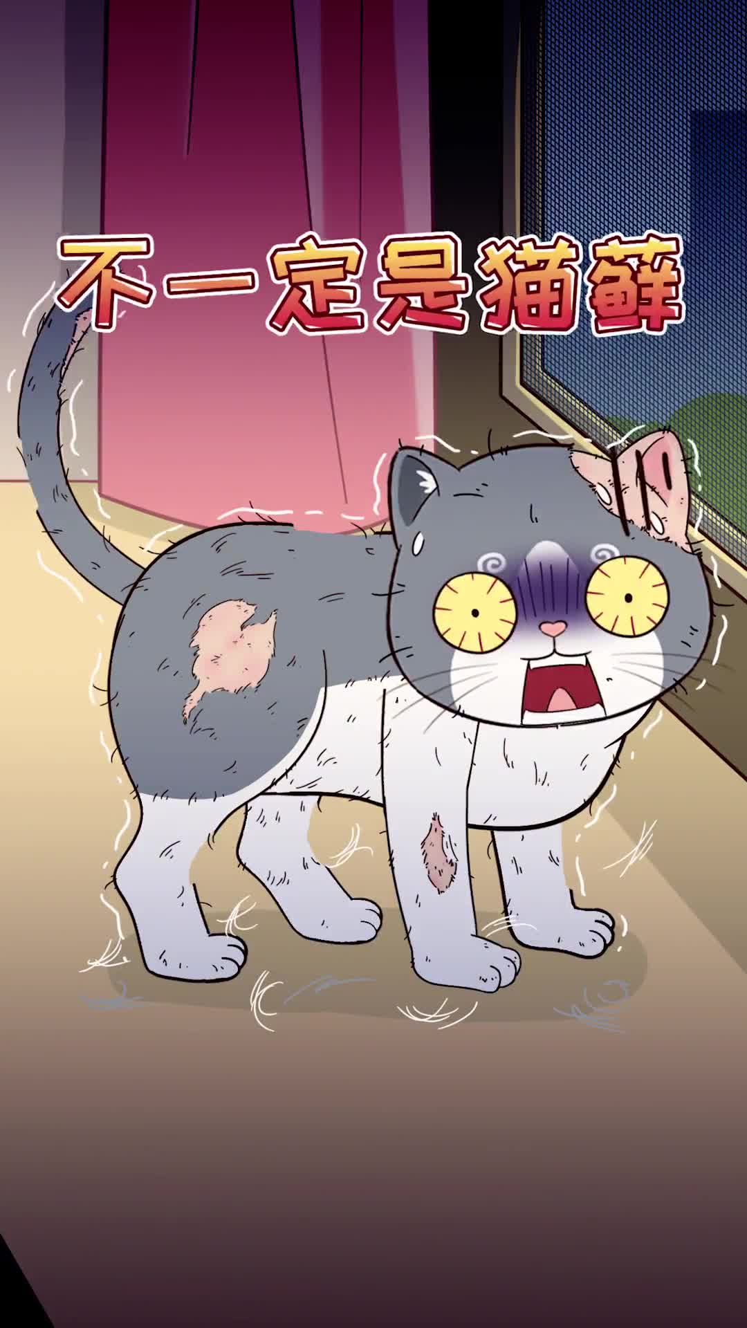 猫咪脱毛的原因