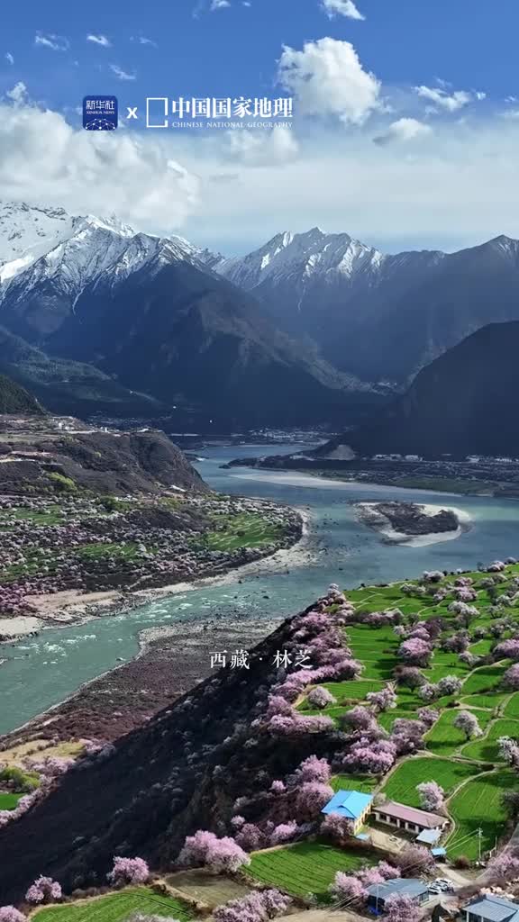 蓝天为幕白云相缀西藏林芝的桃花林仿佛是春天最温柔的笔触一笔一划都凝聚着生命的热烈与灵动与冷峻的雪山相映成画