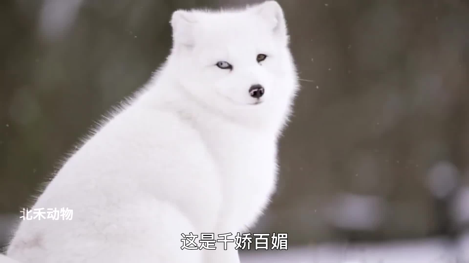 鼠兔我命由我不由天是魔是仙狐狐说的才算