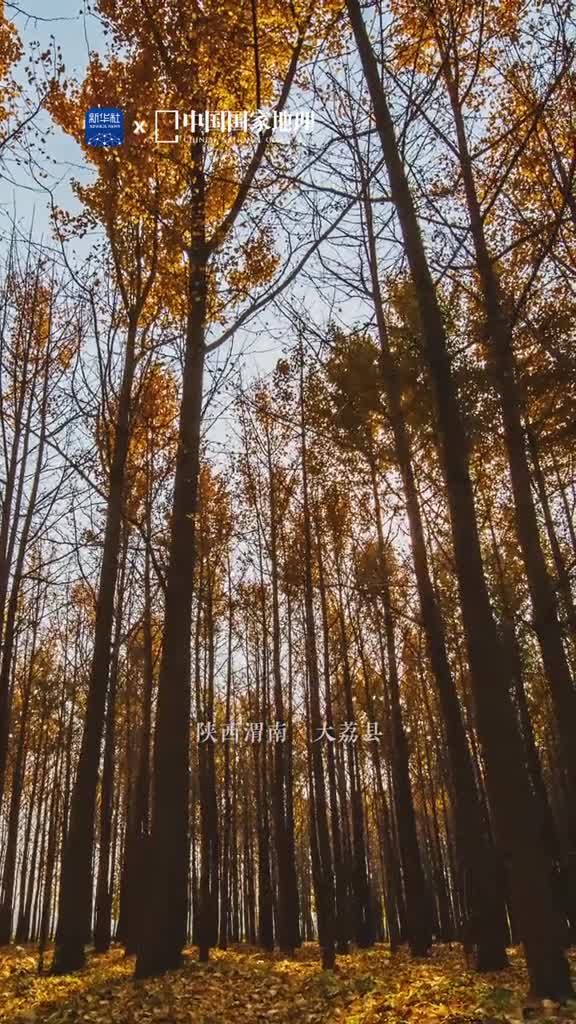 银为有你三生有杏深秋时节黄河岸边灵动的明黄扇叶在阳光下闪耀金辉正如诗中所说从来银杏不负秋如画山河任君游这里是陕西渭南的大荔县