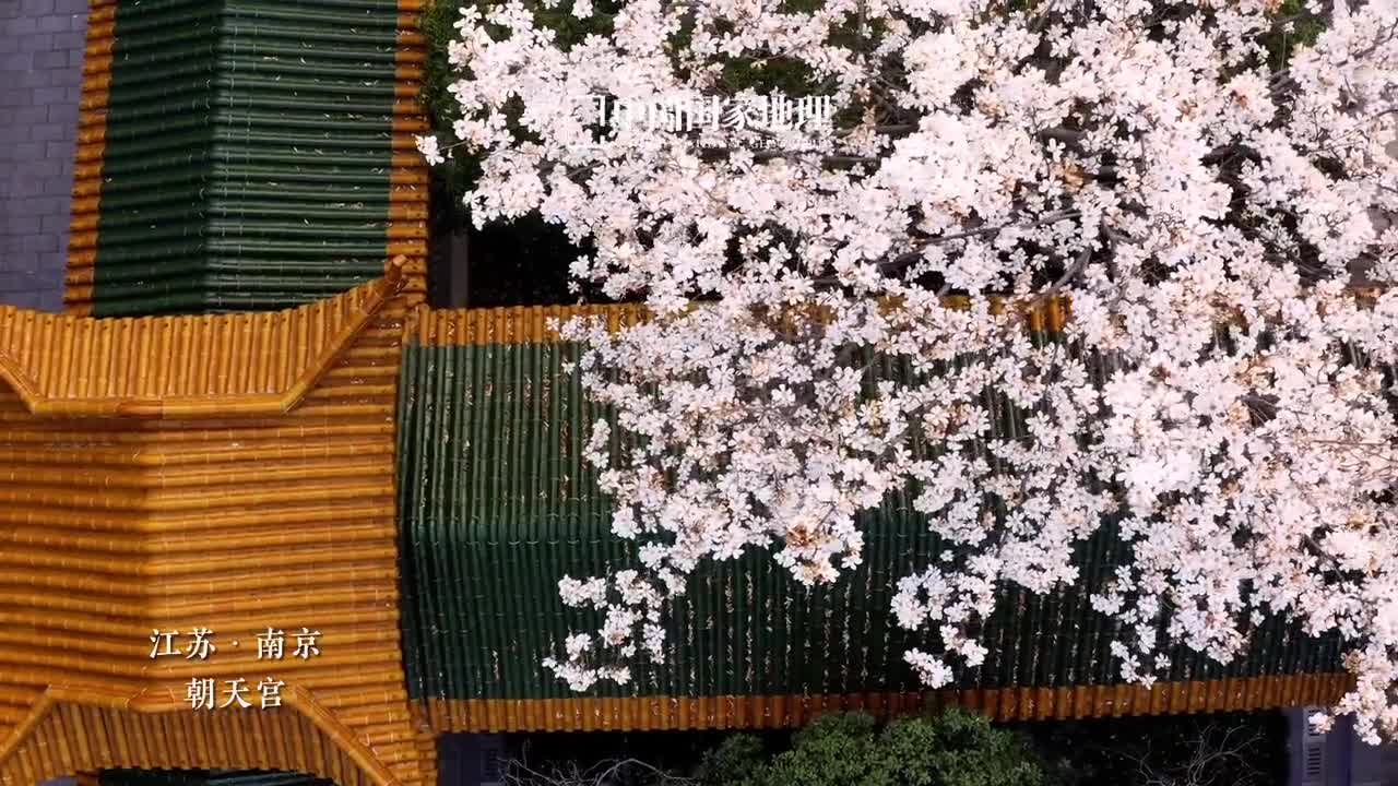 有一种春光叫玉兰花开初春时节白玉兰于枝头绽放色白微碧香味似兰一树晶莹一派春意南京有两处白玉兰的观赏胜地朝天宫与灵谷寺古建的幽静白玉兰的清雅仿佛自带仙气驻足其间幽香阵阵让人不觉沉醉于这超尘脱俗的韵味中