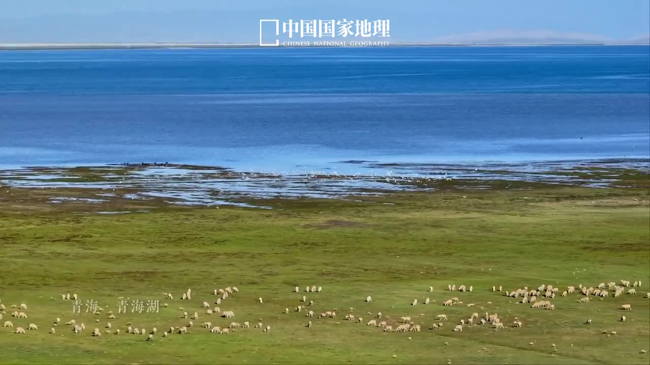 流浪的候鸟在青海湖找到了家青海湖是国际重要湿地候鸟迁徙的重要栖息地在这个纯净美好又丰裕富饶的栖所候鸟觅食戏水繁衍生息自由起舞可以说青海湖真正的主人是这些鸟儿这里是鸟的天堂