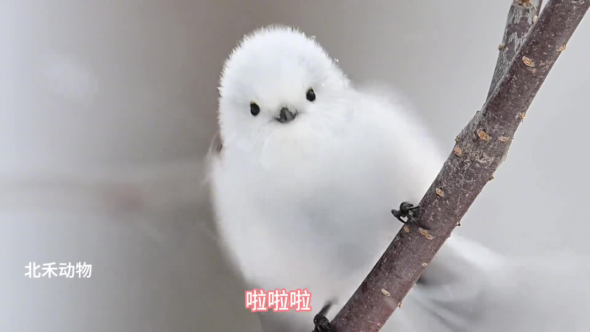 这不是胖而是可爱到膨胀小肥啾