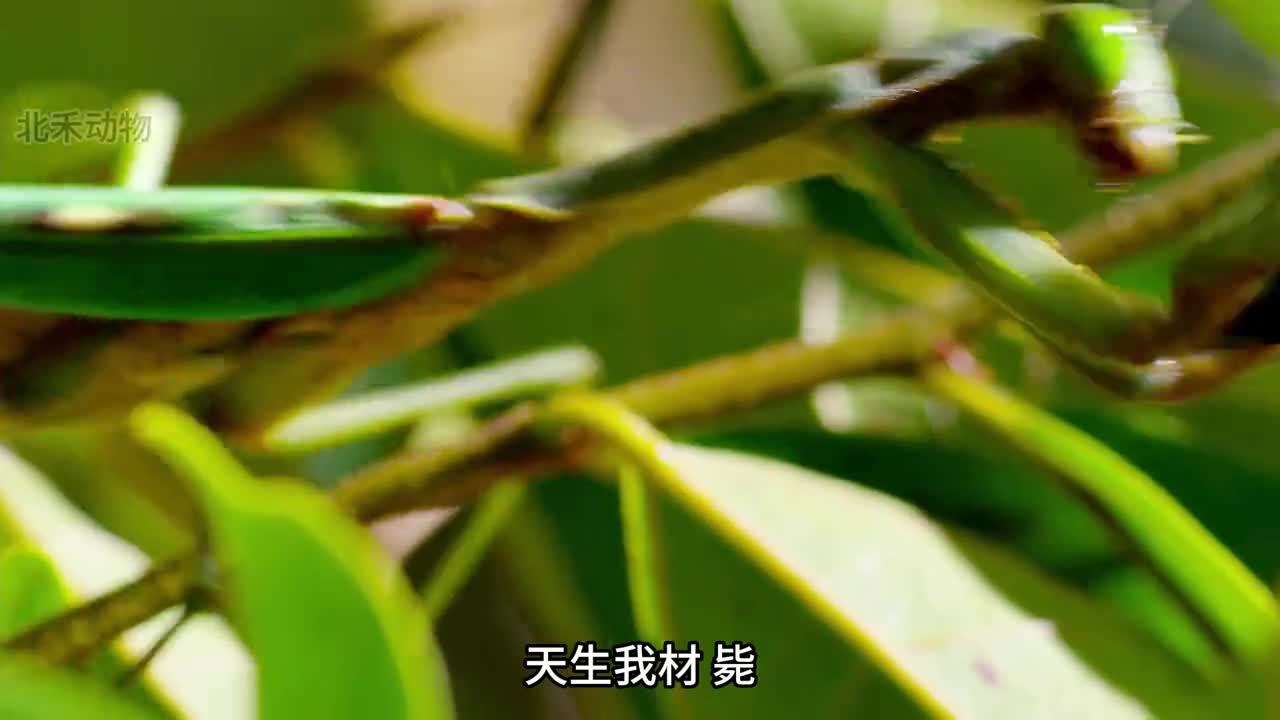 今日份受害者橄榄蠵龟