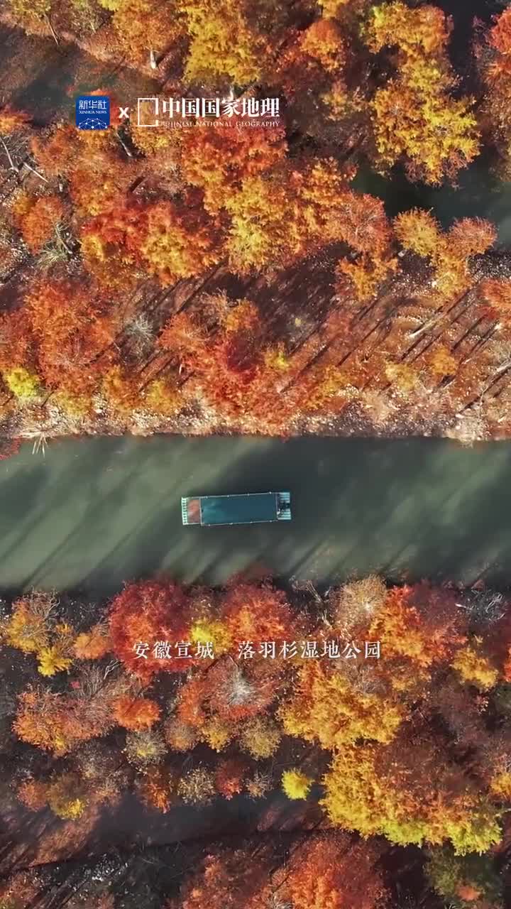 航拍镜头下的绝美落羽杉林每年秋冬之际安徽宣城宁国的落羽杉湿地公园便会上演一场色彩盛宴翠绿到浅黄浅黄叠柿红色彩饱满的树林与一池碧水晨间薄雾相映生辉宛若一幅五彩缤纷的油画