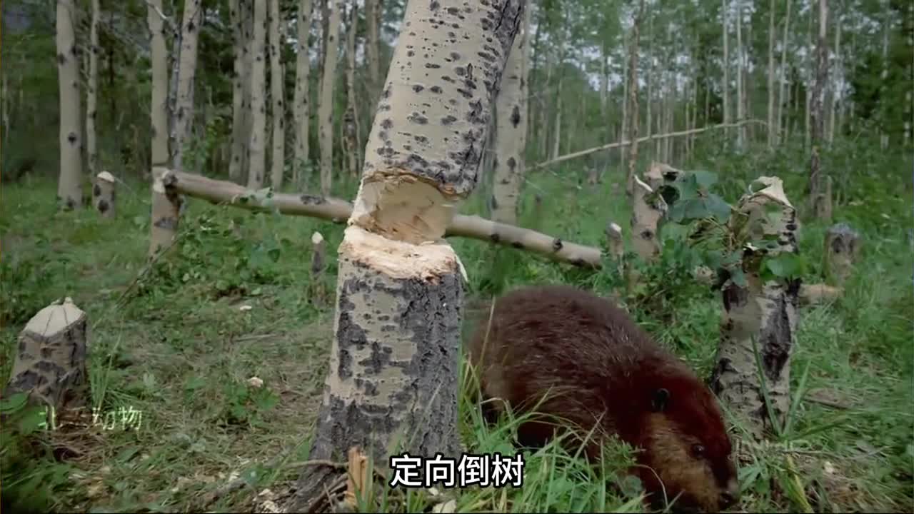 河狸啃树却吓坏了树上的熊二