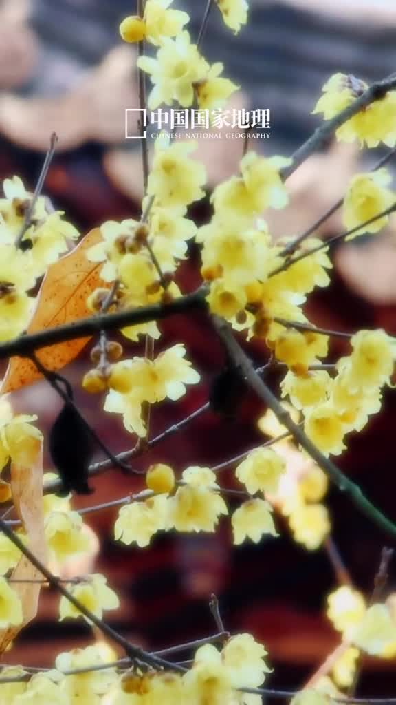 腊月里的暗香蜡梅孤芳移种自仙家故着轻黄映日华在浙江杭州西湖畔古老的钱王祠内蜡梅花开红墙黄花营造出冬日里悠长的韵味蜡梅的幽香也为这严寒带来了一丝清新淡雅的气息