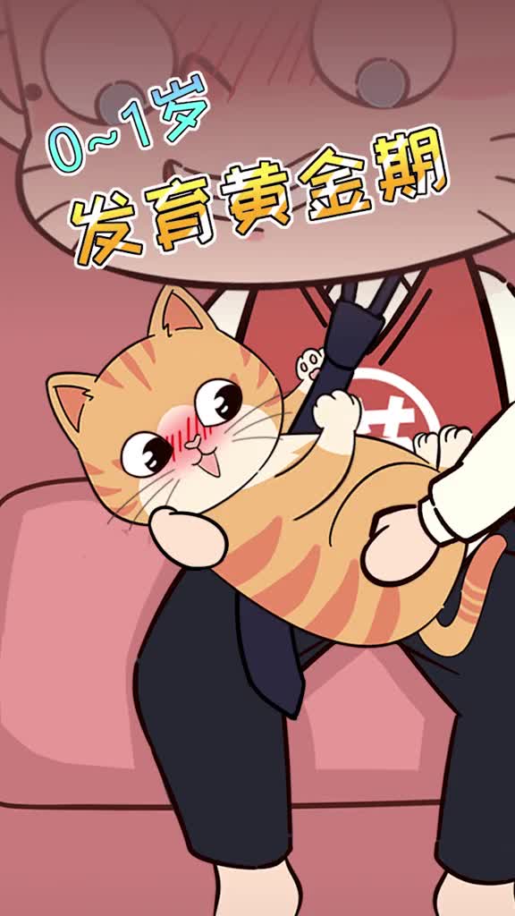 1岁以下是猫咪发育黄金期要重视这3个阶段的科学喂养长大才会更健康