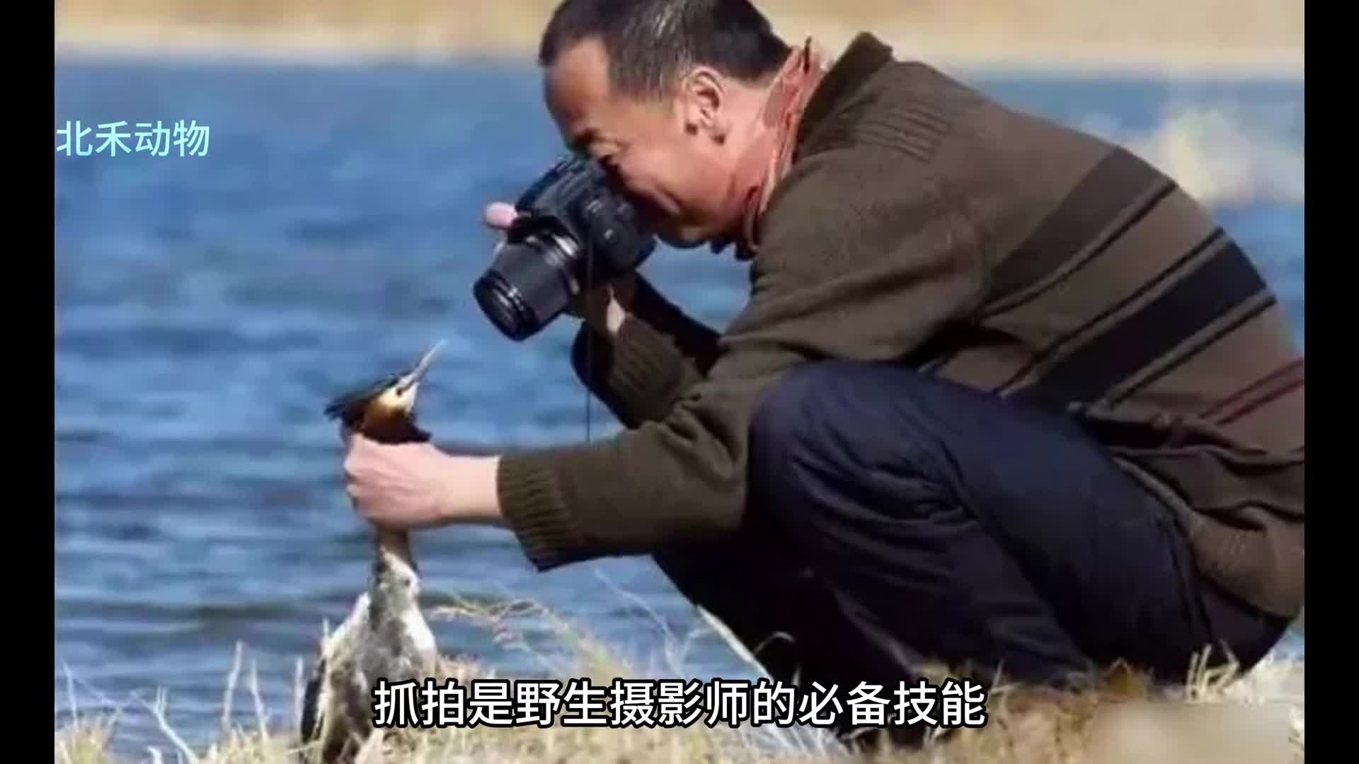 今日份受害者穴鸮