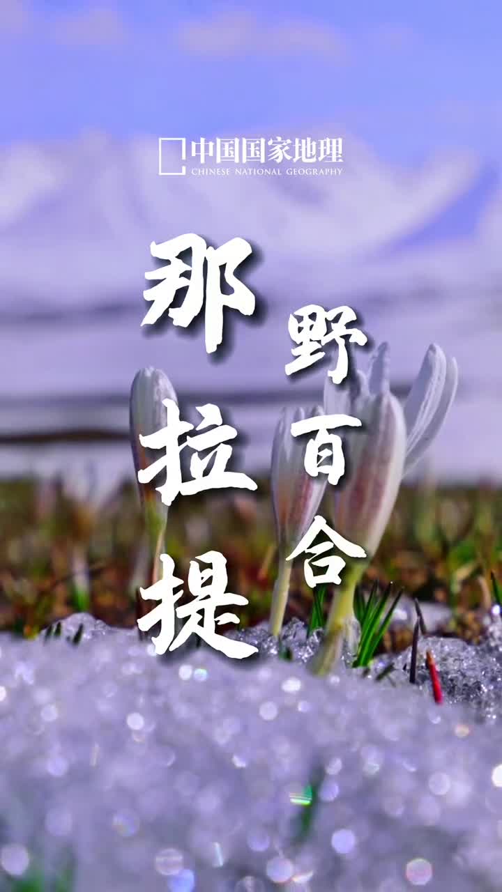 野百合也有春天当春风吹过