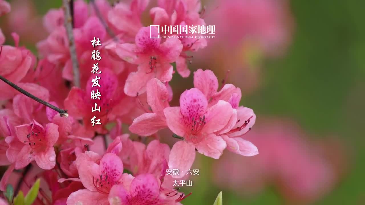 岭上开遍哟映山红热烈美好的杜鹃花有花中西施之誉它的别名映山红你肯定听过这里是位于安徽省六安市金寨县的太平山漫山的映山红开得正艳风吹过处花海波动在山间绘就一幅绚丽而动人的画卷杜鹃花映山红是六安的市花它们如火焰般热烈如朝霞般绚烂映红了山岗也映红了人们的心房