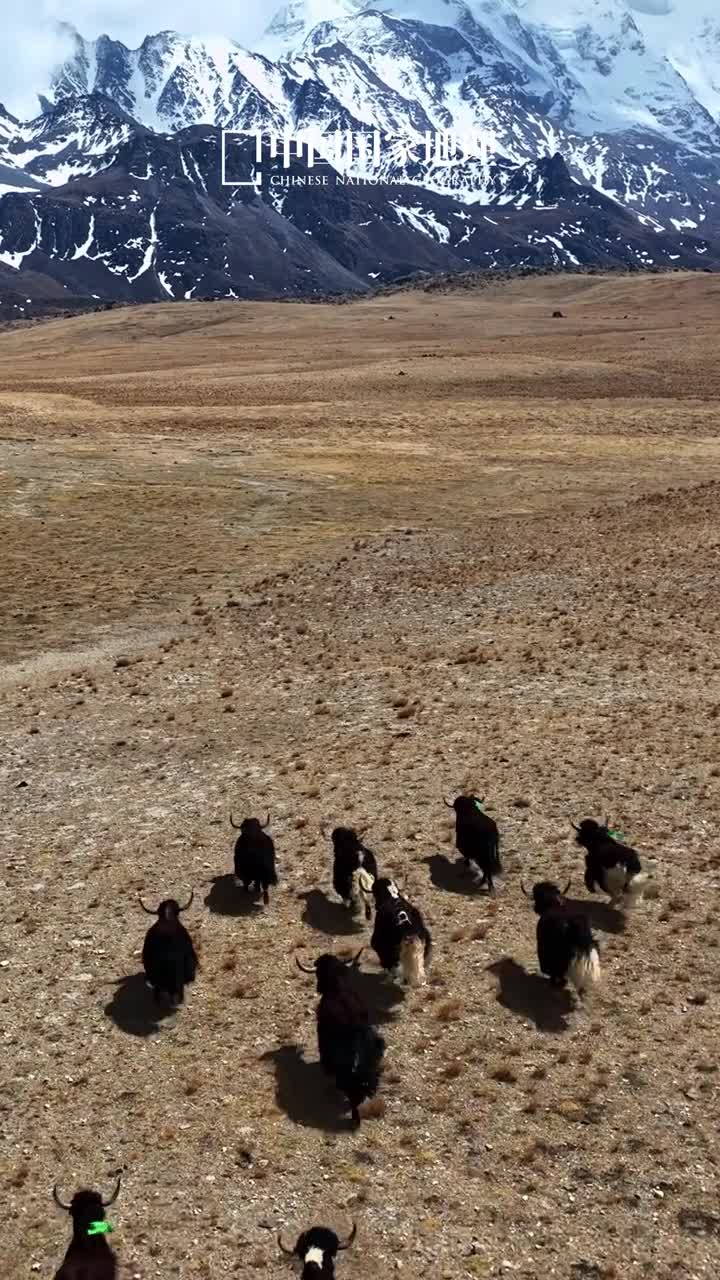 邂逅藏在西藏的雪域蓝镜澄净碧透深邃神秘位于西藏日喀则卓木拉日雪山群脚下的堆纳三错正用它迷人的蓝调述说着高原之纯粹随云雾浮动与牦牛奔腾沉醉在粼粼波光与茵茵绿草交织出的绝美画卷中与自然脉动同频共振此刻卸下疲惫吧一起感受生命力量的肆意流淌