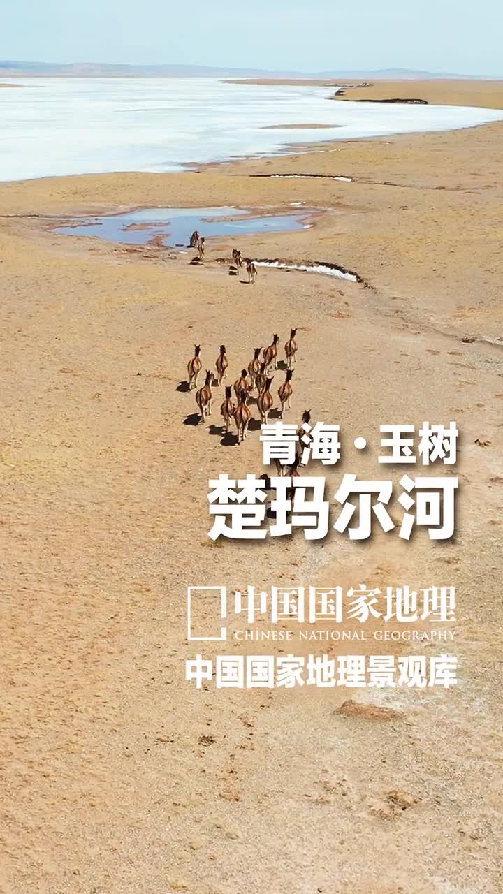 青海玉树楚玛尔河长江北源楚玛尔河在藏语中意为红水河楚玛尔河水源以冰川融水为主在很长一段流域水中泥沙含量很高河水呈红黄色辫状水系如血管一般所以又被誉为大地之血它流淌过的可可西里地区是藏羚羊的天堂可以说楚玛尔河与藏羚羊的生存和迁徙是息息相关的