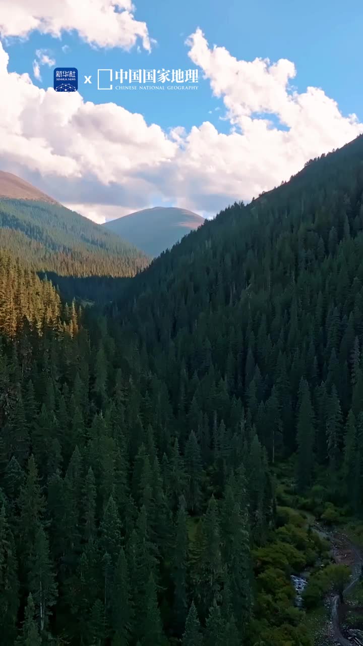 沉浸式感受治愈系高原林海一草一木皆生命一呼一吸皆自然静谧如海的森林孕育着生命传奇这里是被誉为高原林海明珠秀城的壤塘四川省森林草原湿地生态屏障重点县柏树云杉白杨等高原宜生植物造就了一处处现实版的绿野仙踪清新美妙治愈人心一起奔赴山野林间吧