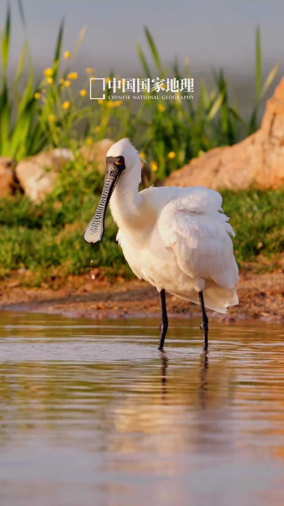 黑脸琵鹭全球濒危物种2021年列入中国国家重点保护野生动物名录