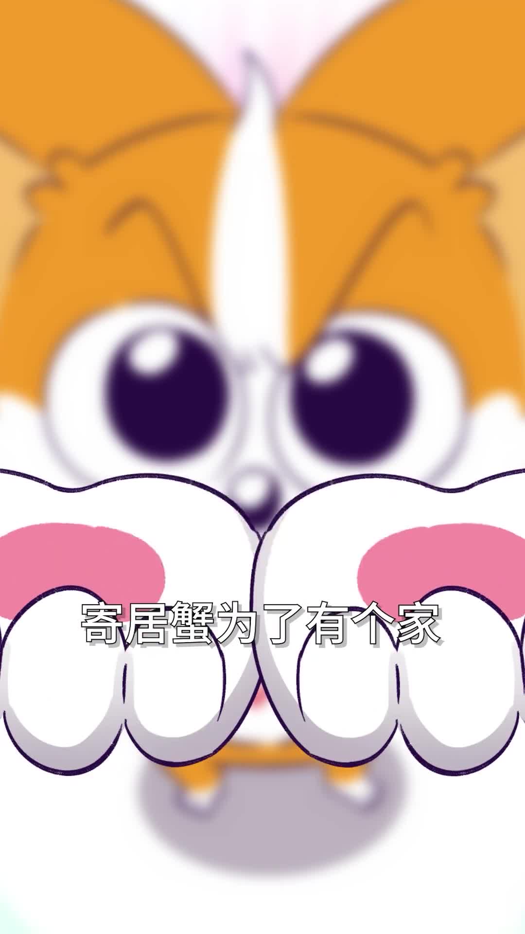 寄居蟹为了有个家有多努力