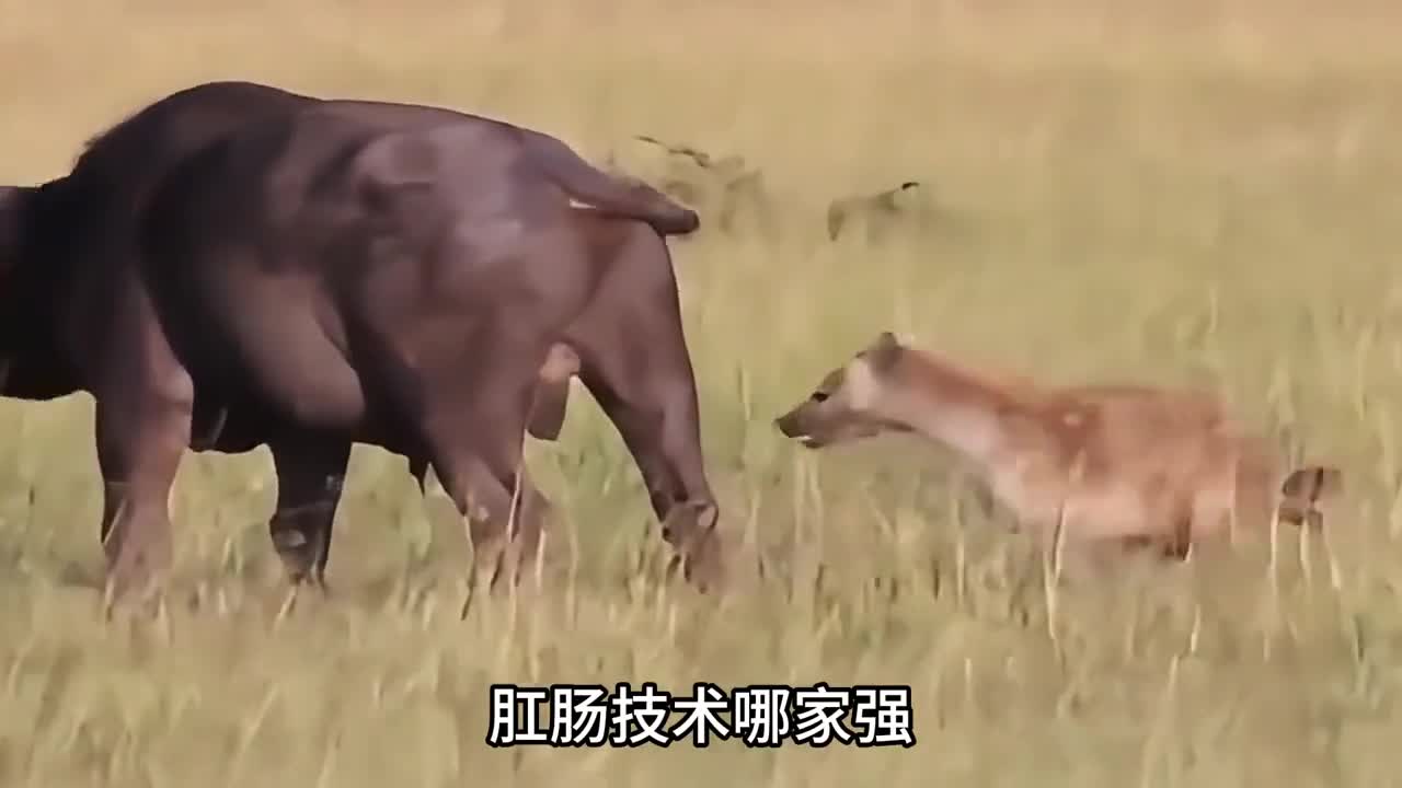 这是雄性鬣狗最悲惨的一生