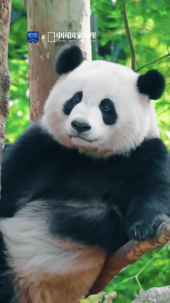 珍惜不止因为珍稀地球上生活着无数的动物它们或憨态可掬或敏捷灵动我们的家园因它们而更加美好保护珍稀动物就是在保护我们赖以生存的星球今天是国际珍稀动物保护日让我们一起行动起来为珍稀动物点亮希望的灯塔