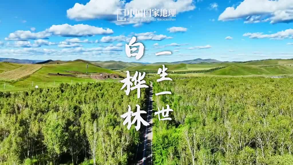 白桦树代表美好的爱情林间响彻白与绿的交响曲