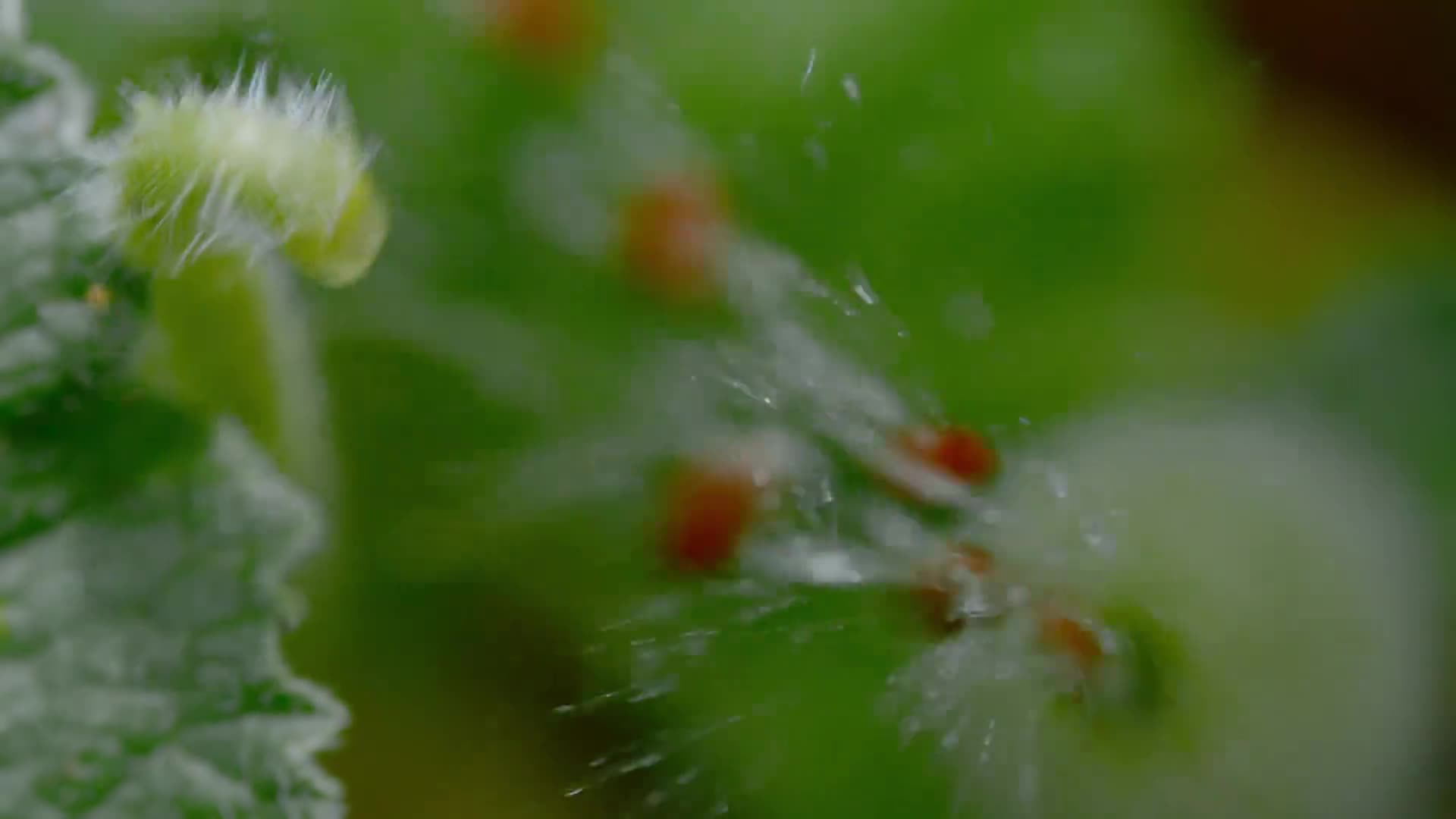 林子大了真是什么都有