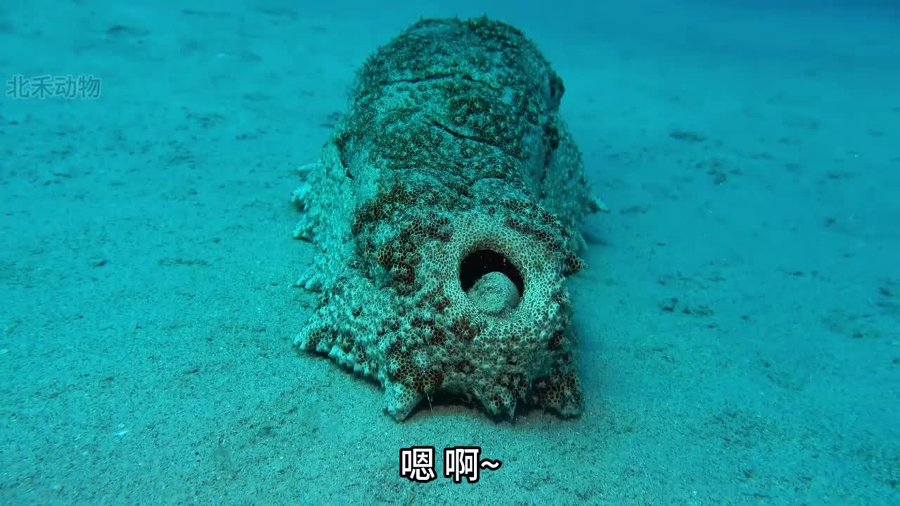 艺高人胆大一个菊花走天下