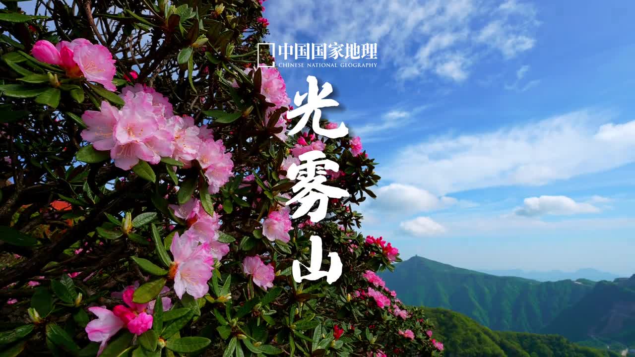 杜鹃花惊艳光雾山之巅位于四川巴中的光雾山一片花团锦簇漫山遍野开满了姹紫嫣红的杜鹃花花海绵延不绝高低错落在明媚的阳光下更显娇艳欲滴杜鹃绽放着生命的热烈谱写着大自然的绚烂赞歌