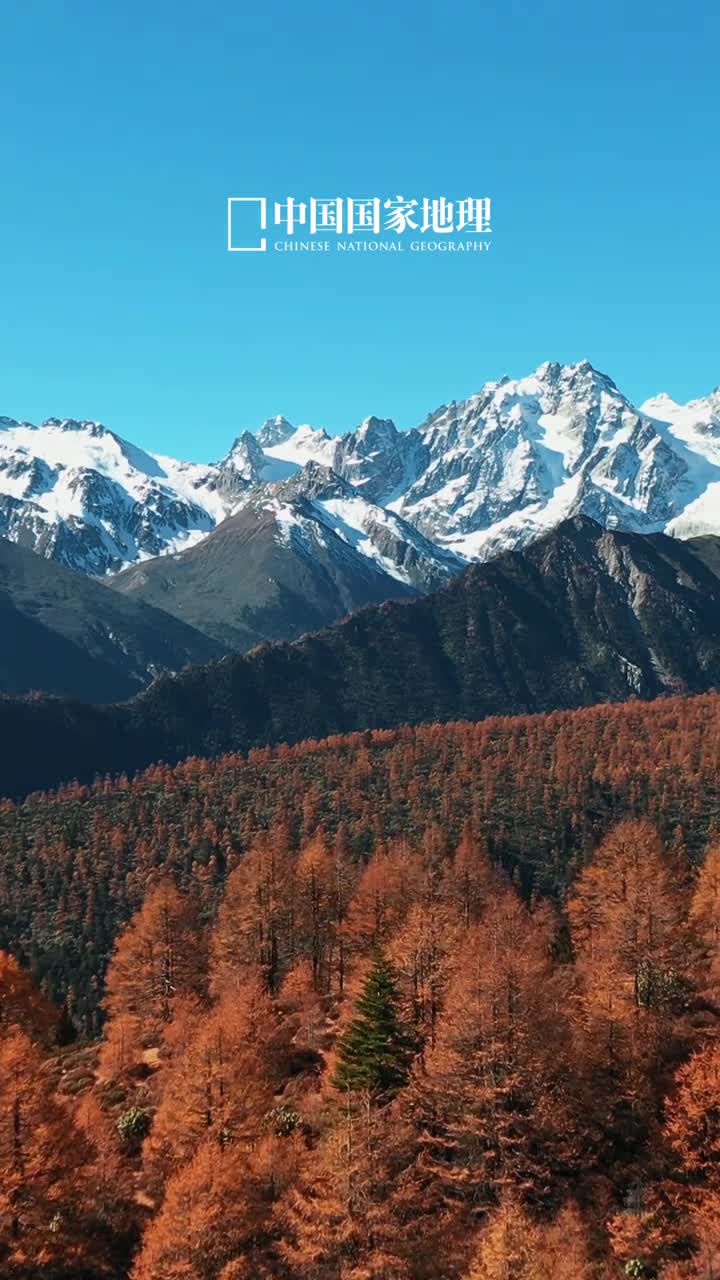 雪山与彩林同框有多明艳