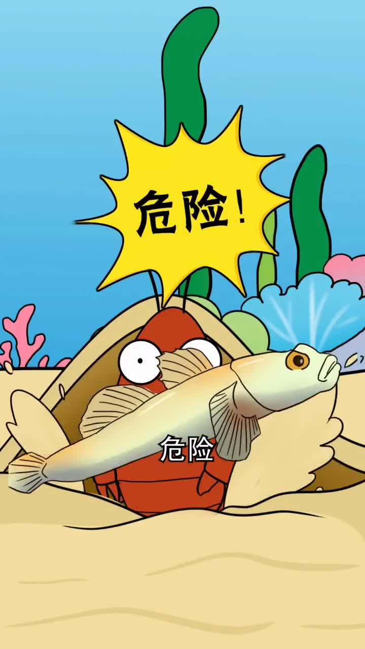 滴今日分享调皮虾虎鱼与霸道枪虾的日常