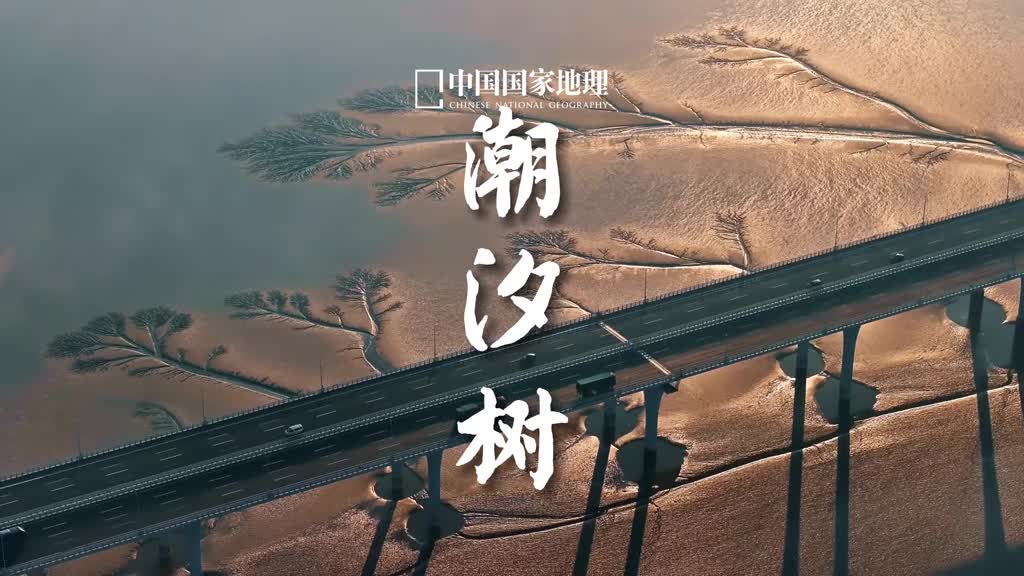 金属质感的潮汐树来了潮汐树的树干和树枝由潮汐冲刷而成远看好似自然之手绘成的绝妙画卷近看又如生动的天然雕塑随着光影的变幻潮汐树的美也在不断地变化着有时它们如金子般辉煌夺目坚韧而刚毅有时它们又像是婀娜多姿的舞者在滩涂上翩翩起舞这种变幻莫测的美让我们在静默中感受到大自然的神秘与广博