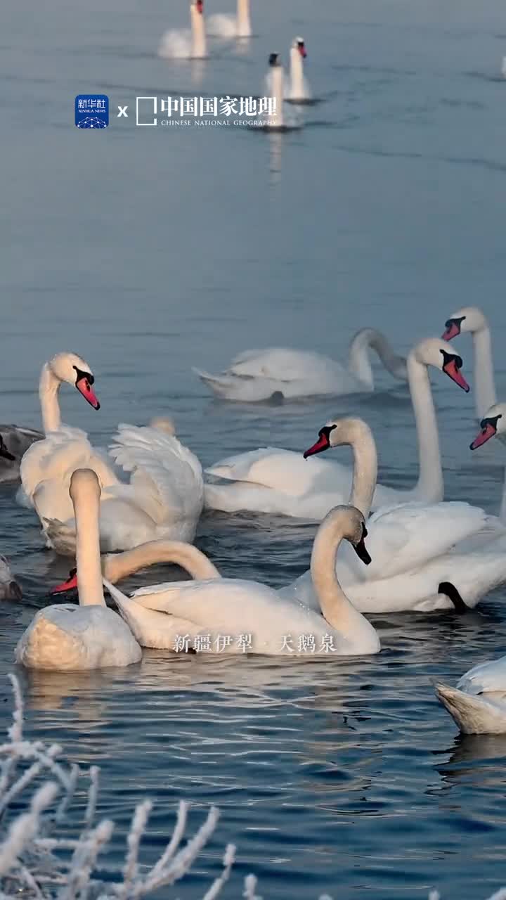 看天鹅在雾凇中起舞雾凇如画框清泉如画布在氤氲的雾气之中优雅的天鹅们轻轻拨动着水面泛起的阵阵涟漪它们昂扬着脖颈煽动着羽翼无不流露着高贵典雅的气质惹人心醉