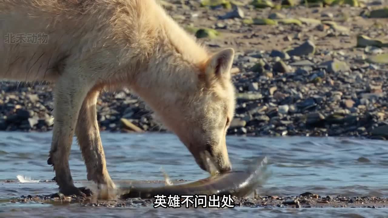 今日份受害者獭獭