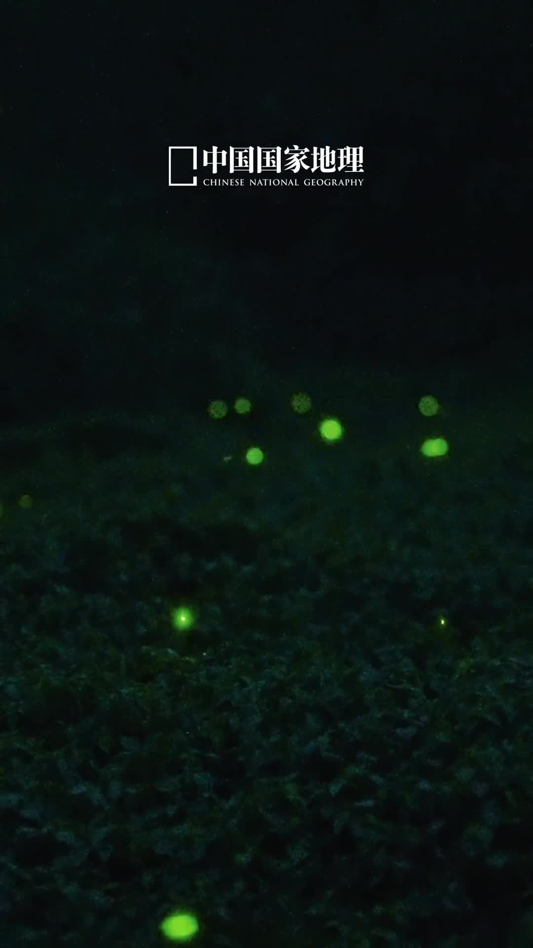误入山野星空原是点点流萤晚风太温柔林间共舞好似银河太空
