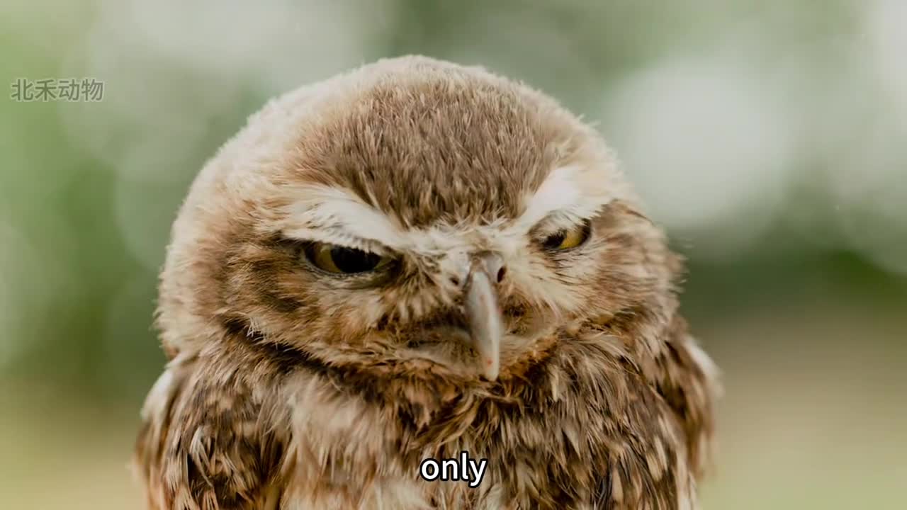 今日份受害者穴小鸮