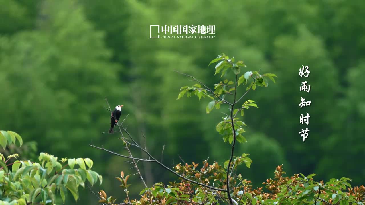 雨水甘雨时降岁月逢春好雨知时节当春乃发生雨水是一个诗意缱绻的节气东风化雨润万物潇潇疏雨濯春尘美好正在春天悄然发生