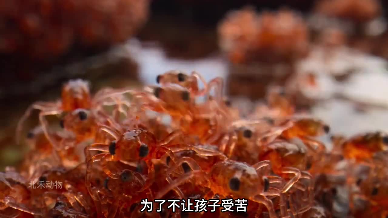 今日份受害者圣诞岛红蟹