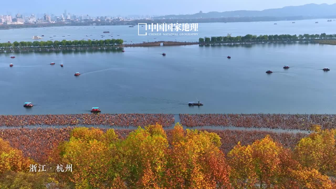 金色梧桐湾也太美了新冬微寒叶叶金软西湖畔的北山街终于迎来了它的高光时节临湖沿街漫步浅行跟随植物感知季节更替赏梧桐之灿烂叹残荷之静美一秒入画醉在人间