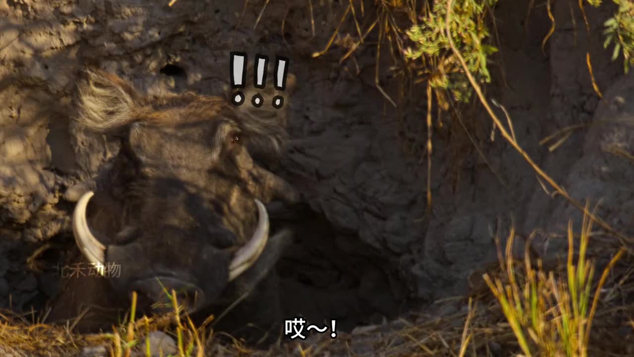 今日份受害者疣猪