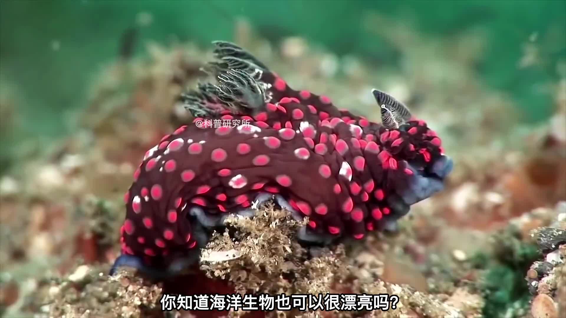海洋里最漂亮的十大生物最后一个超可爱二