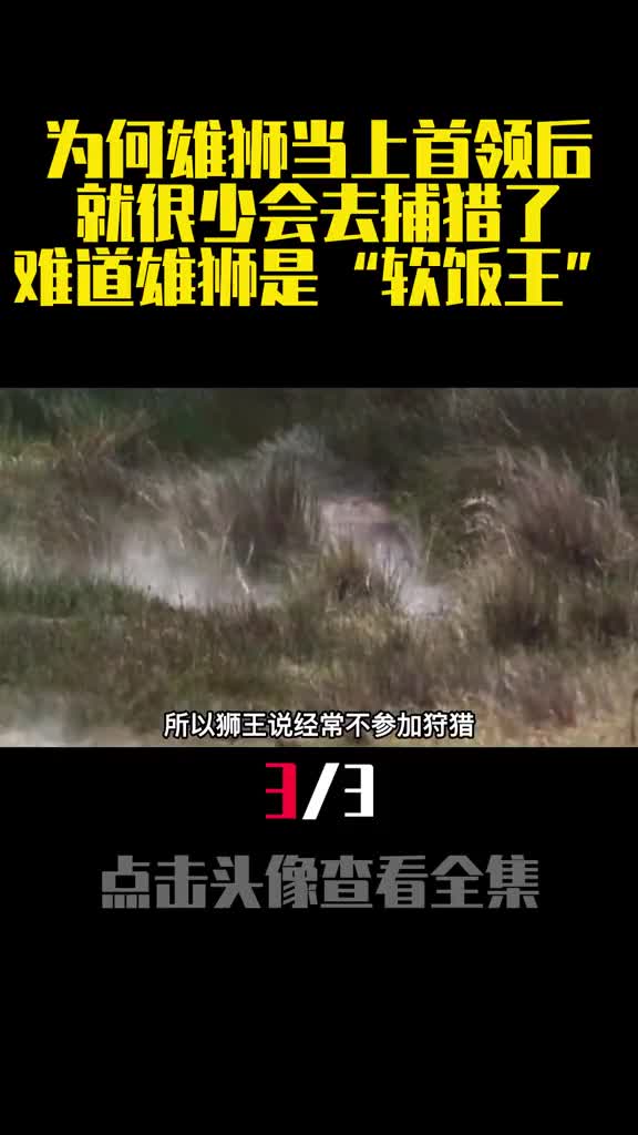 为何雄狮当上首领后就很少会去捕猎了难道雄狮是软饭王3