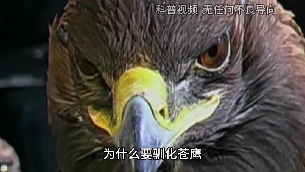 熬鹰到底有多狠一人一鹰硬刚24小时不合眼有人甚至因此猝死3