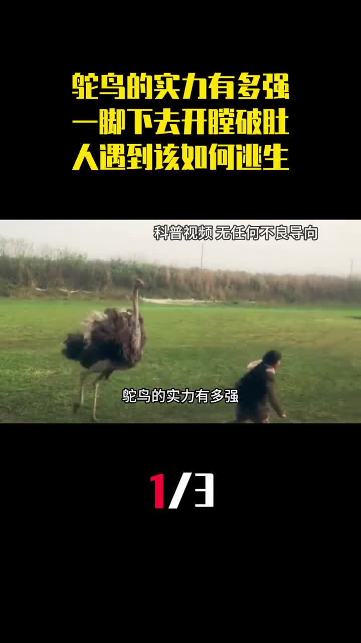 鸵鸟的实力有多强一脚下去开膛破肚人遇到该如何逃生1