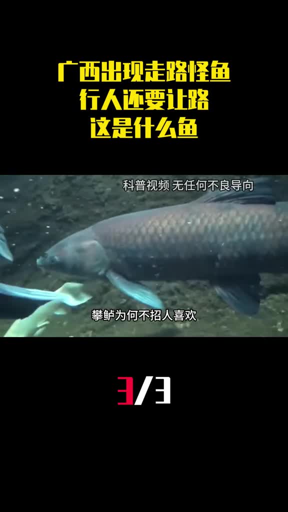 广西出现排队走路的怪鱼行人还要让路这是什么鱼3