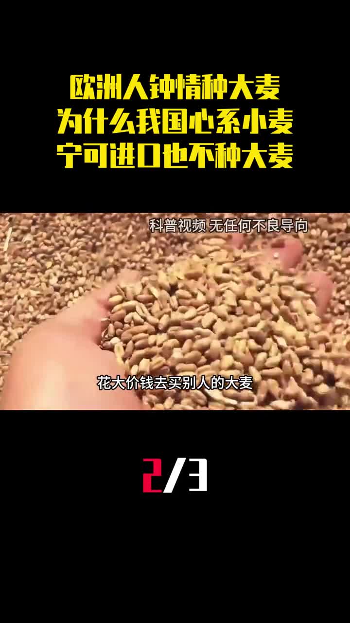 欧洲人钟情种大麦为什么我国心系小麦宁可进口也不种大麦2