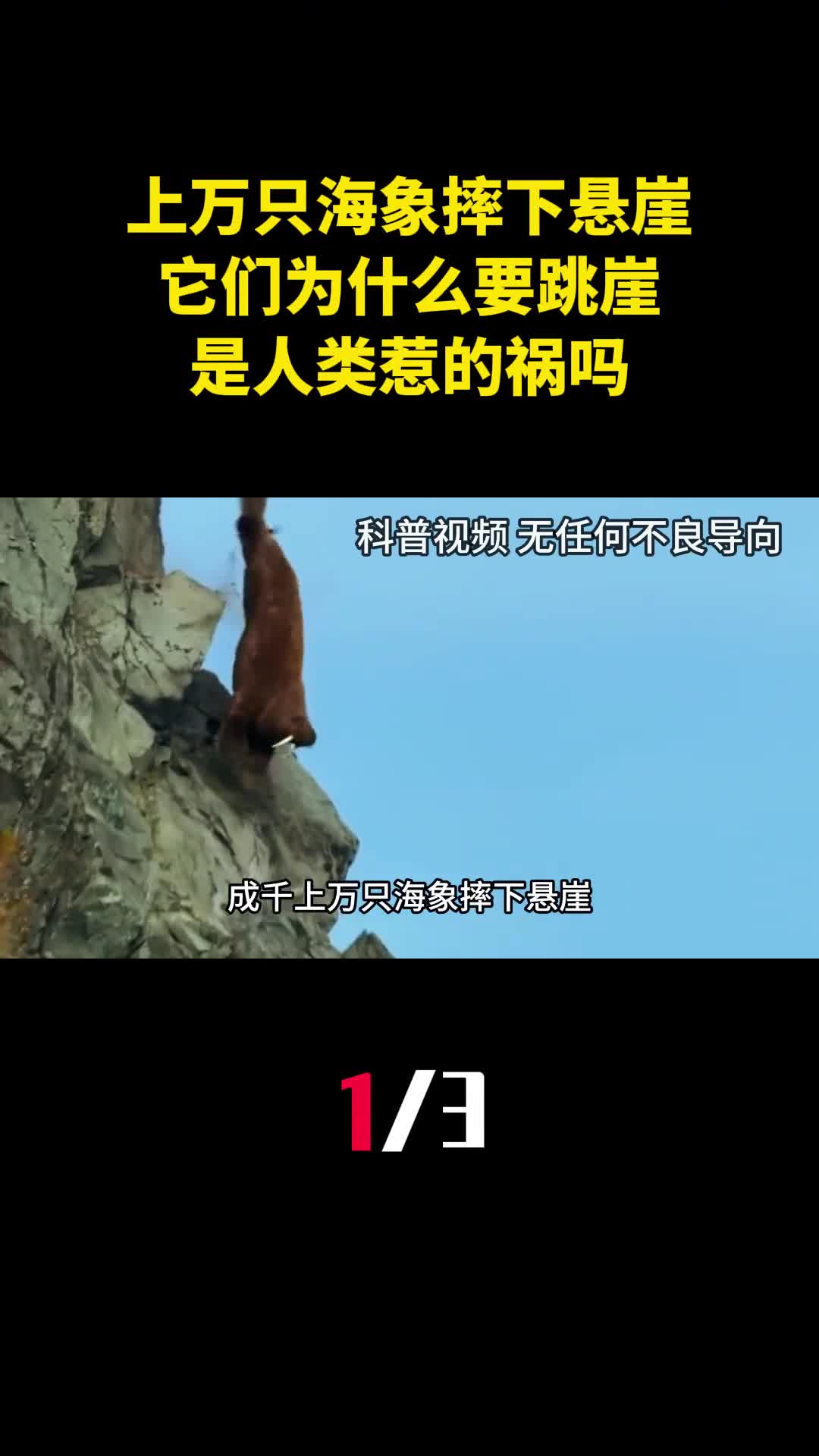 成千上万只海象摔下悬崖它们为什么要跳崖是人类惹的祸吗1