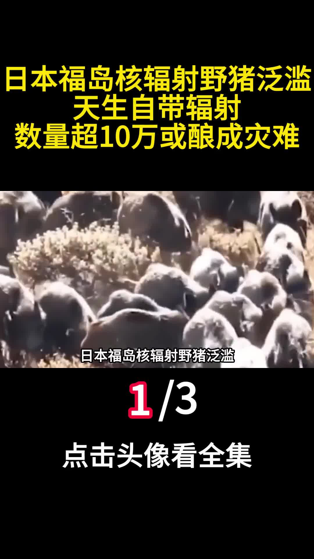 日本福岛核辐射野猪泛滥天生自带辐射数量超10万或酿成灾难一